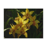 Sunlit Yellow Orchids Floral Postcard