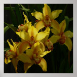Sunlit Yellow Orchids Floral Poster