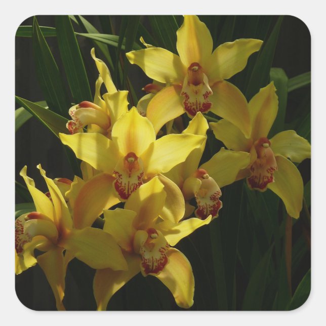 Sunlit Yellow Orchids Floral Square Sticker (Front)
