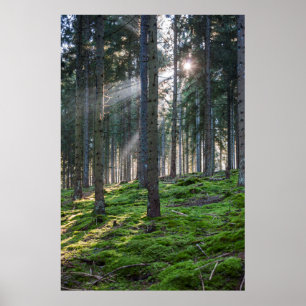 Sunmonths in the Black Forest Poster