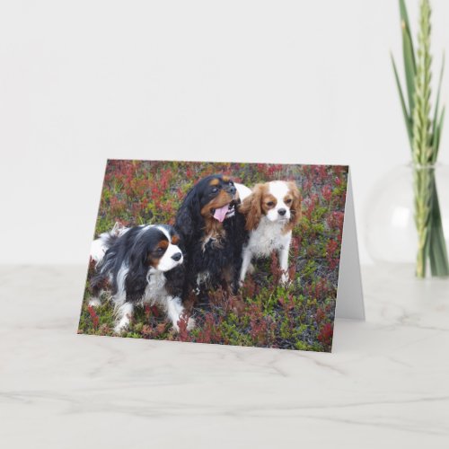 Sunnas Kids Cavalier King Charles Spaniels Card