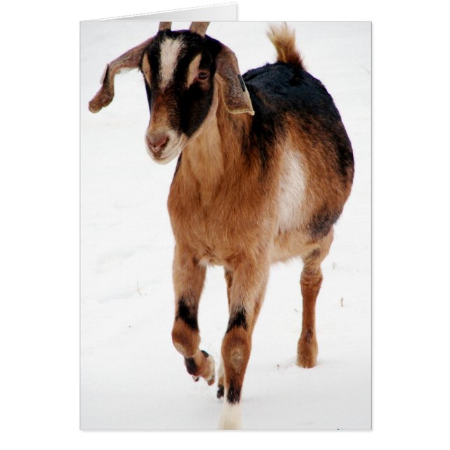 Sunni Dashin' In The Snow Cards (Front)