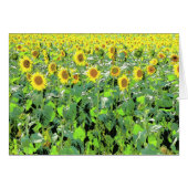 Sunnies (Front Horizontal)