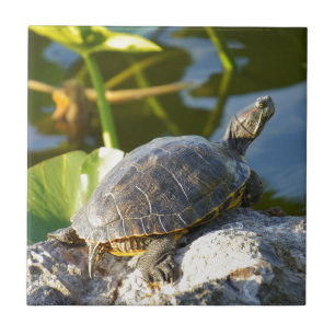 Sunning Ceramic Tile