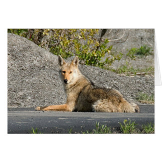 Sunning Coyote Cards