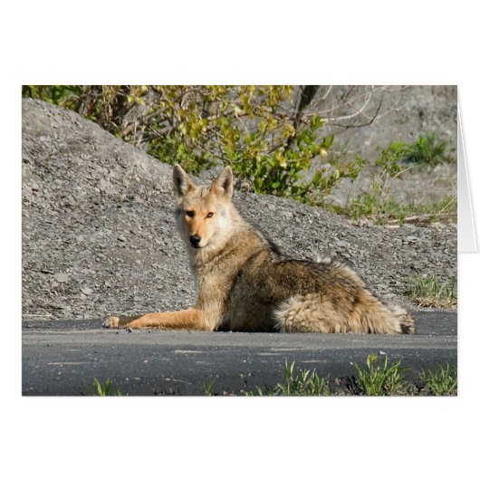 Sunning Coyote Cards (Front Horizontal)