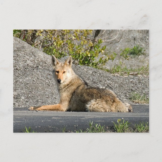 Sunning Coyote Postcard (Front)