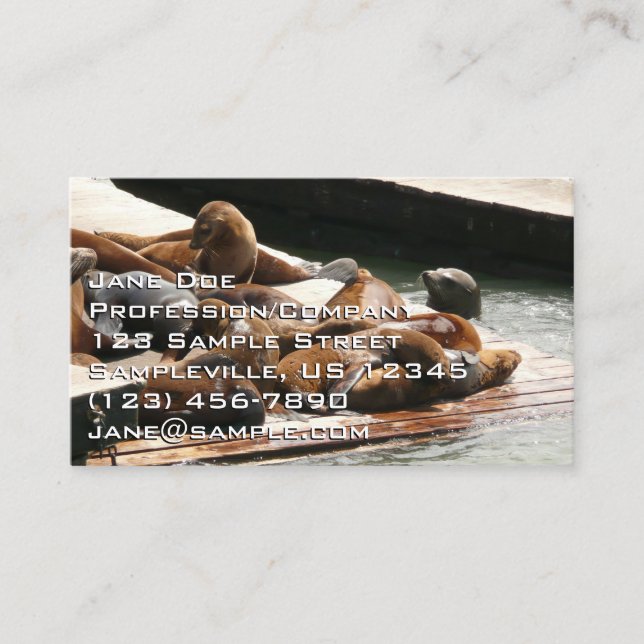 Sunning Sea Lions in San Francisco Business Card (Front)