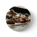 Sunning Sea Lions in San Francisco Button