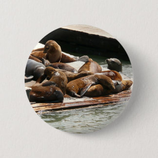 Sunning Sea Lions in San Francisco Button