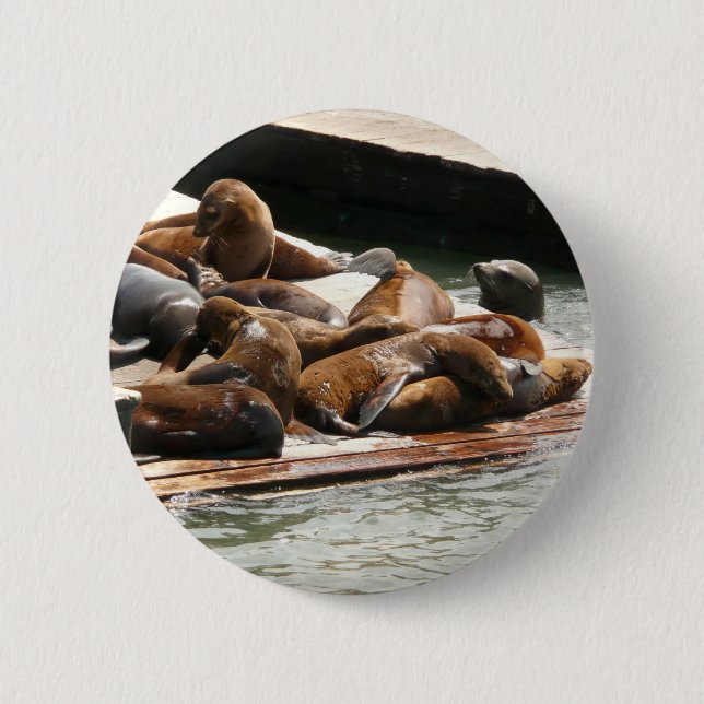 Sunning Sea Lions in San Francisco Button (Front)