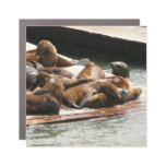 Sunning Sea Lions in San Francisco Car Magnet