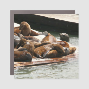 Sunning Sea Lions in San Francisco Car Magnet