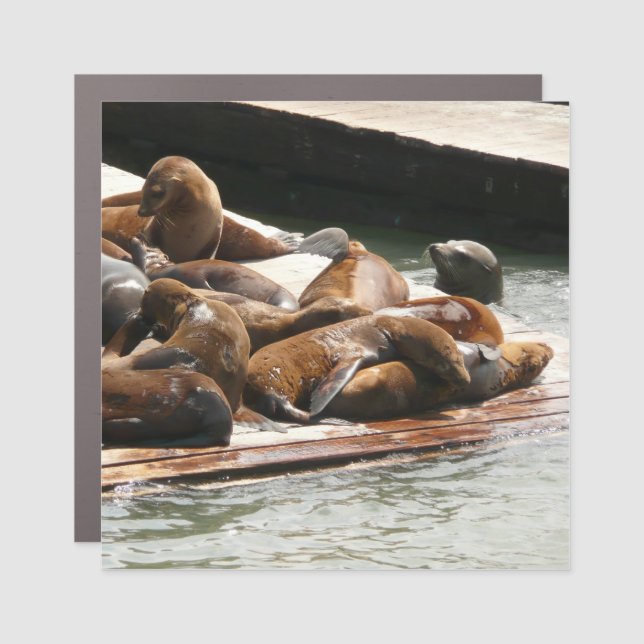Sunning Sea Lions in San Francisco Car Magnet (Front)