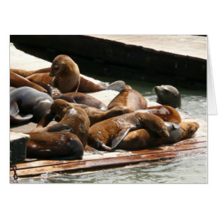 Sunning Sea Lions in San Francisco Card
