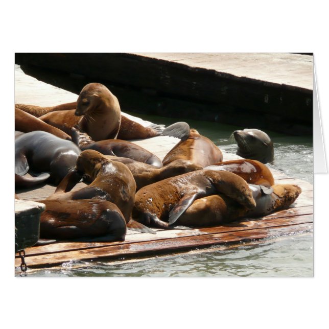 Sunning Sea Lions in San Francisco Card (Front Horizontal)