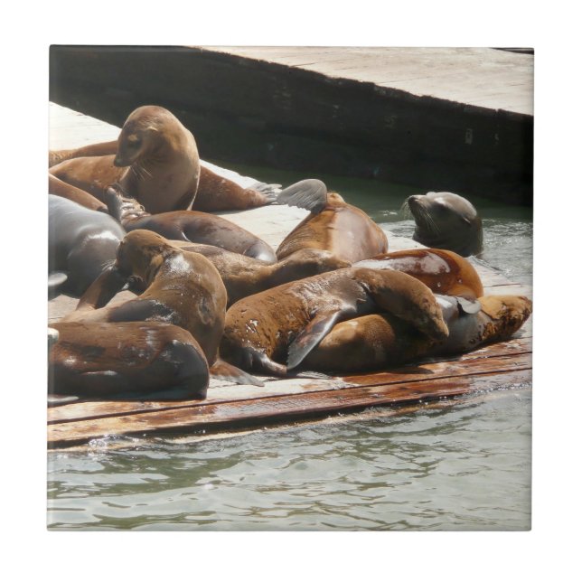 Sunning Sea Lions in San Francisco Ceramic Tile (Front)