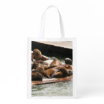 Sunning Sea Lions in San Francisco Grocery Bag