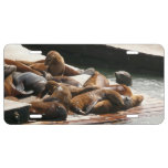 Sunning Sea Lions in San Francisco License Plate