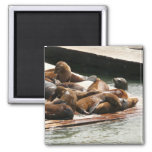 Sunning Sea Lions in San Francisco Magnet