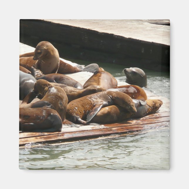 Sunning Sea Lions in San Francisco Magnet (Front)