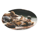 Sunning Sea Lions in San Francisco Oval Sticker