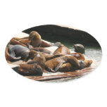 Sunning Sea Lions in San Francisco Oval Sticker