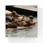 Sunning Sea Lions in San Francisco Paperweight