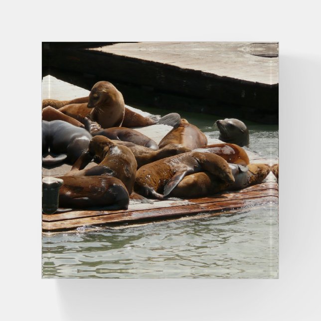 Sunning Sea Lions in San Francisco Paperweight (Front)