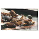 Sunning Sea Lions in San Francisco Place Card Holder