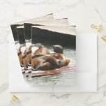 Sunning Sea Lions in San Francisco Pocket Folder