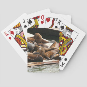 Sunning Sea Lions in San Francisco Poker Cards