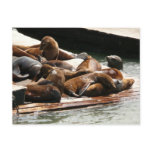 Sunning Sea Lions in San Francisco Postcard