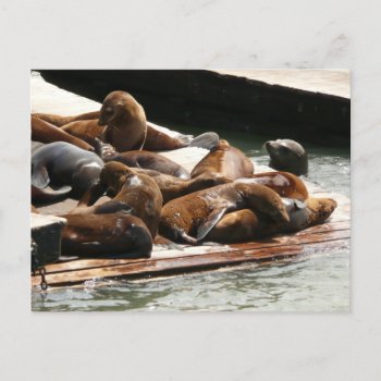 Sunning Sea Lions In San Francisco Postcard by mlewallpapers at Zazzle