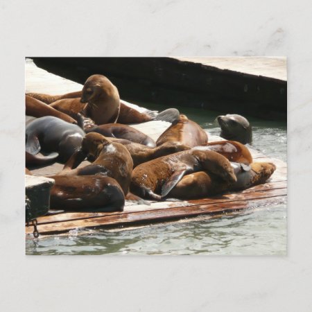 Sunning Sea Lions In San Francisco Postcard