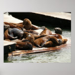 Sunning Sea Lions in San Francisco Poster