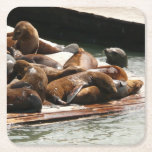 Sunning Sea Lions in San Francisco Square Paper Coaster