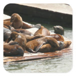 Sunning Sea Lions in San Francisco Square Sticker