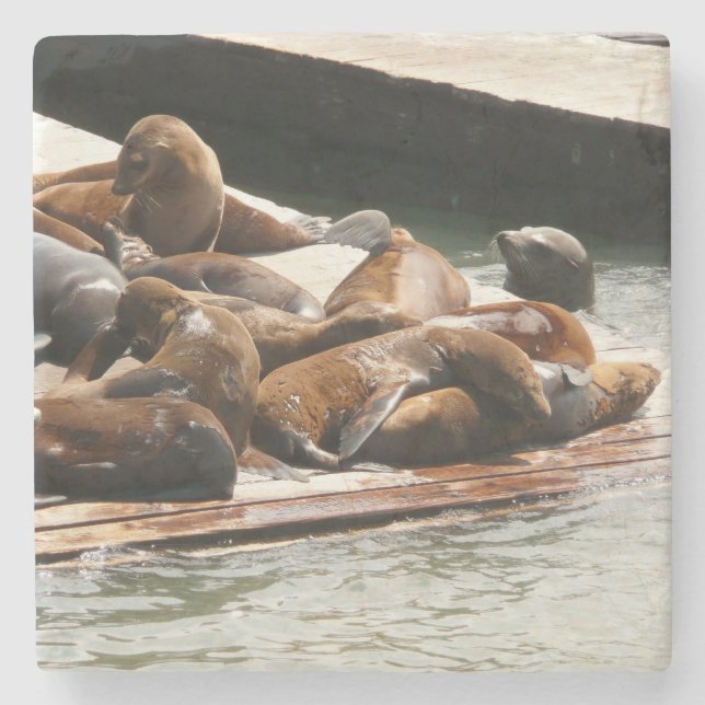Sunning Sea Lions in San Francisco Stone Coaster (Front)