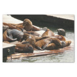 Sunning Sea Lions in San Francisco Tissue Paper