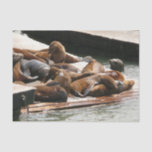 Sunning Sea Lions in San Francisco Tissue Paper