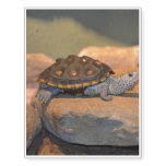 Sunning Turtle Temporary Tattoos