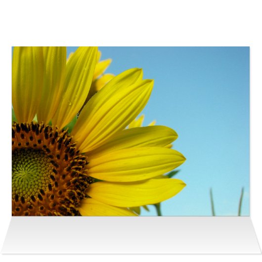 Sunny (Inside Horizontal (Top))