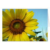 Sunny (Front Horizontal)