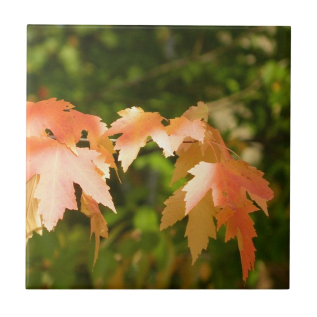 Sunny Autumn Leaves Decorative Tile (Front)