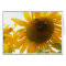 Sunny Bees