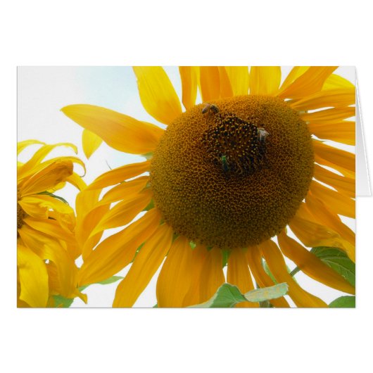 Sunny Bees Cards (Front Horizontal)