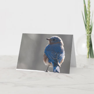 Sunny Bluebird Card