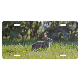 Sunny Bunny License Plate
