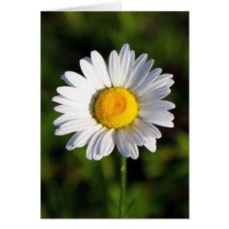Sunny Cards